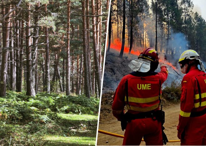 Si la pregunta es cómo blindar el monte a los incendios, en Soria tienen una solución ancestral: suerte de pinos
