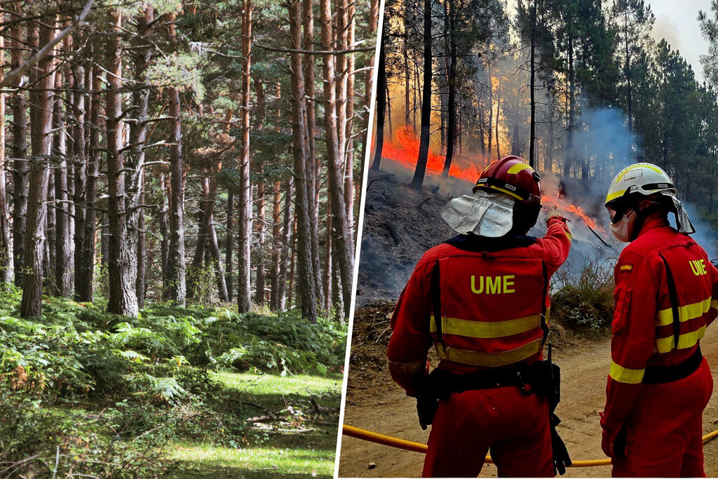 Si la pregunta es cómo blindar el monte a los incendios, en Soria tienen una solución ancestral: suerte de pinos