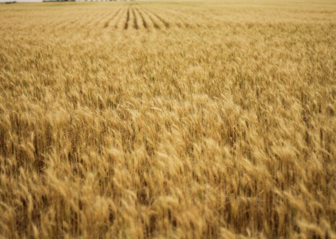 Las lluvias de la primavera han generado un problema inesperado a los agricultores españoles: cereal demasiado barato