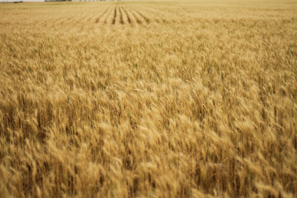Las lluvias de la primavera han generado un problema inesperado a los agricultores españoles: cereal demasiado barato