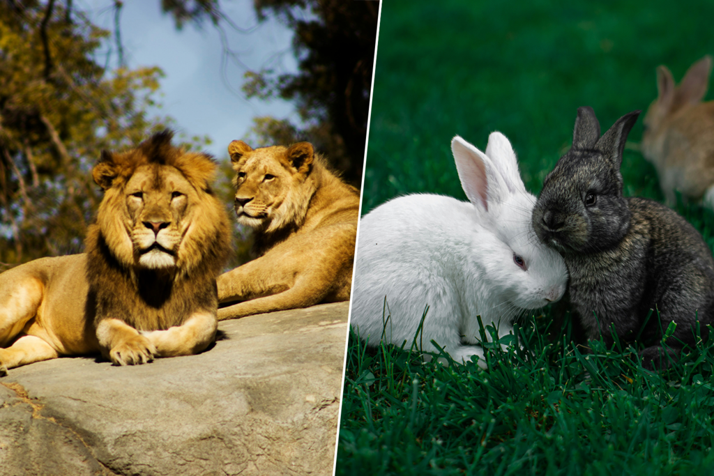 Las mascotas abandonadas son un problema en aumento. Un zoo de Dinamarca tiene la solución: que se las coman sus animales
